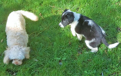 Puppy play time