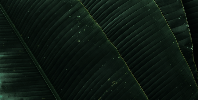Quote Background 1.png