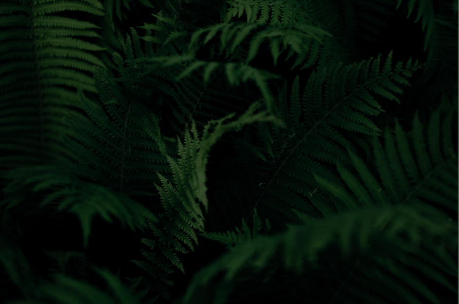 Book Background 1.png