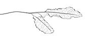 Horseradish