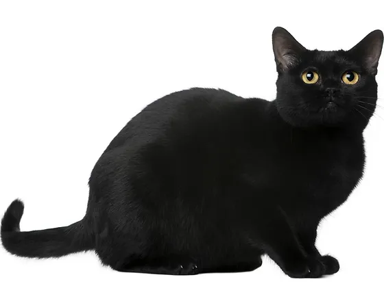 Chatterie Du Crepuscule Les Races Bombay Et Burmese Chatterie Du Crepuscule Les Races Bombay Et Burmese