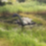 Nessie.jpeg