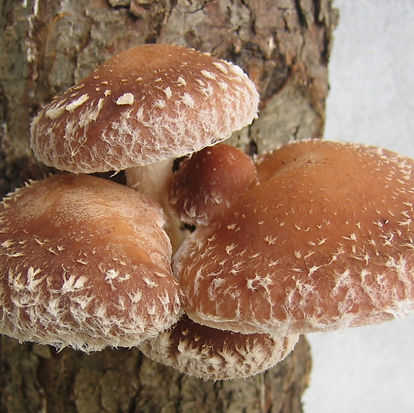 demorobi-fungus-448501_edited.jpg