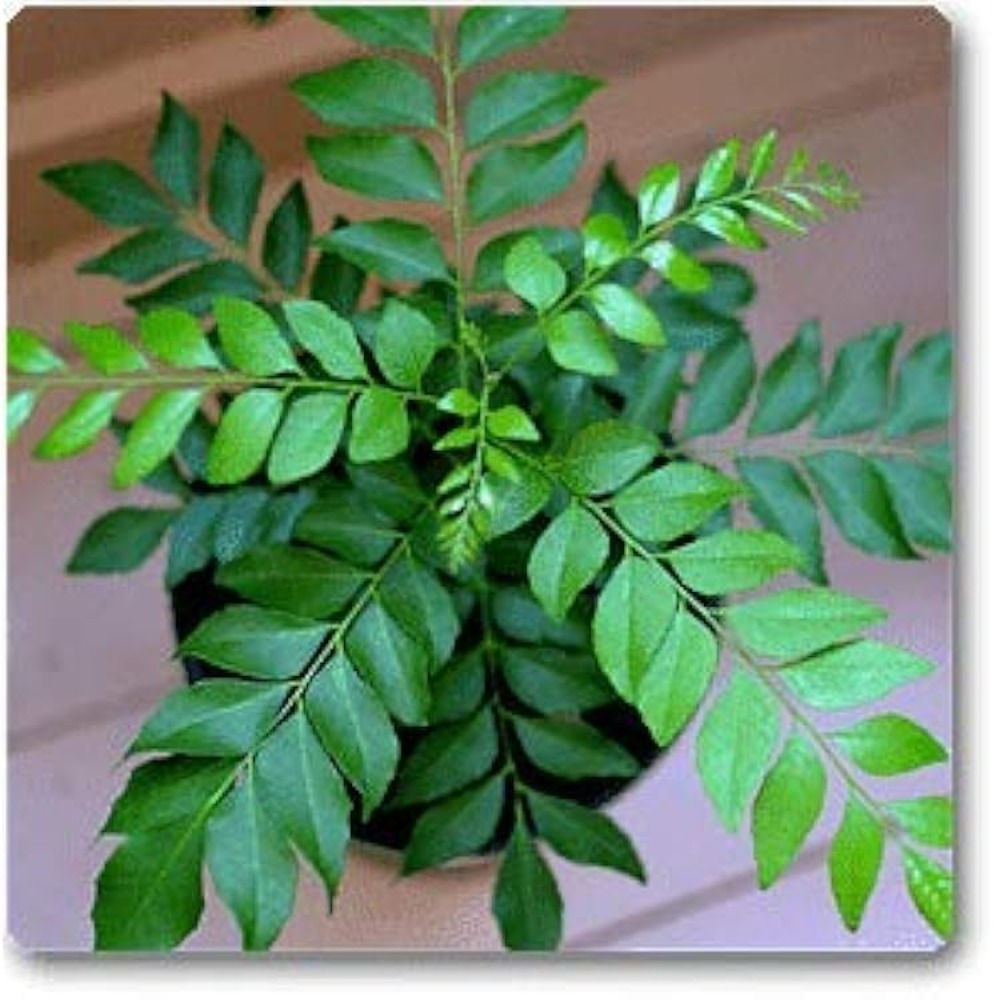 Curry leaf seeds, 300 high germination curry leaf plant seeds, Murraya koenigii