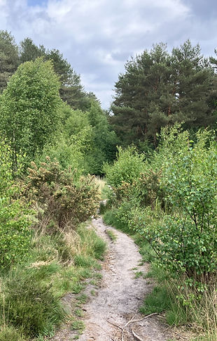 Path through Ringwood Forest