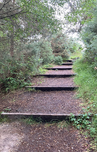 Steps in Ringwood Forest