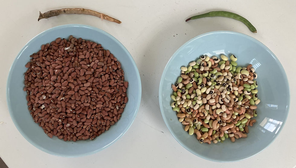 30+ Black Eyed Peas
