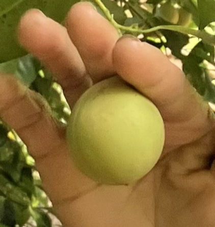 Nutmeg