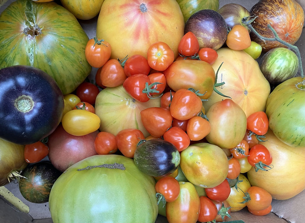30 + Tomatoes