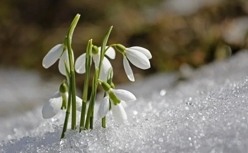 crocus.webp