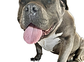 Wick - Mascot 2023 - Pet Treatment A-Steam