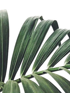 A palm leaf