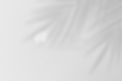 dmp logo aboutpage (1).png