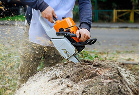 Emergency Tree Removal St. Albert