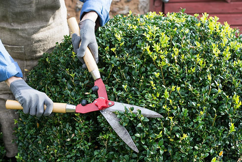 Woman with trimming shares pruning boxwood bushes, gardener pruning branches from decor