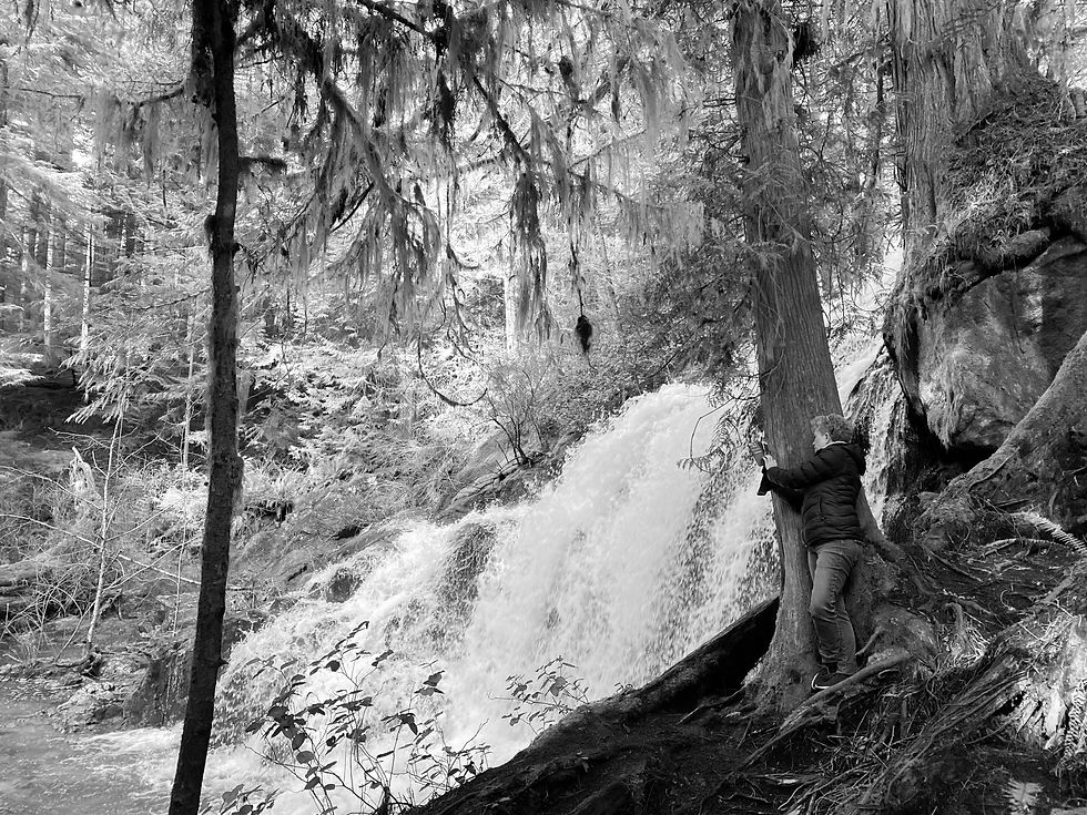 FOREST VI