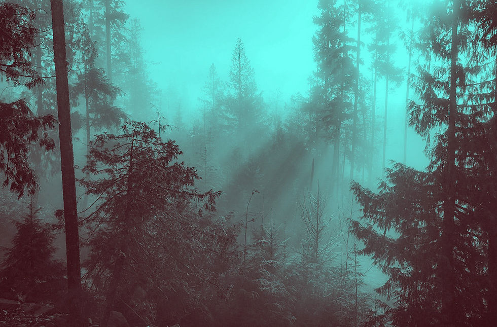 FOREST I
