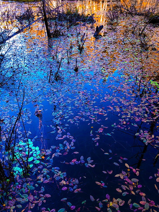 forest