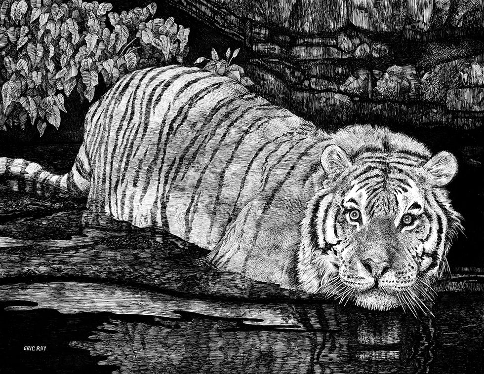 Tiger Fordin the River