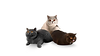 Katers.png