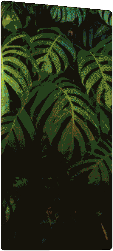 paramount_dora_300x600.gif