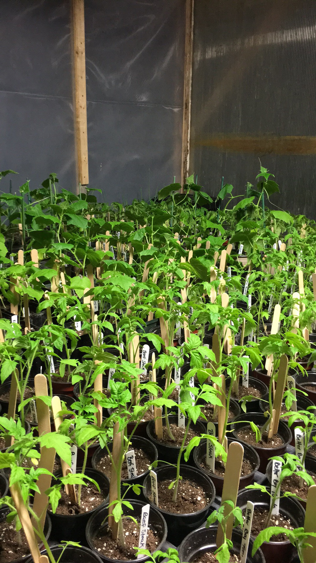 Plants