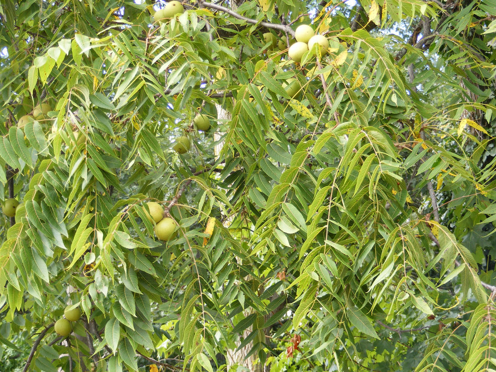 Midwest Modern Moments Black Walnuts