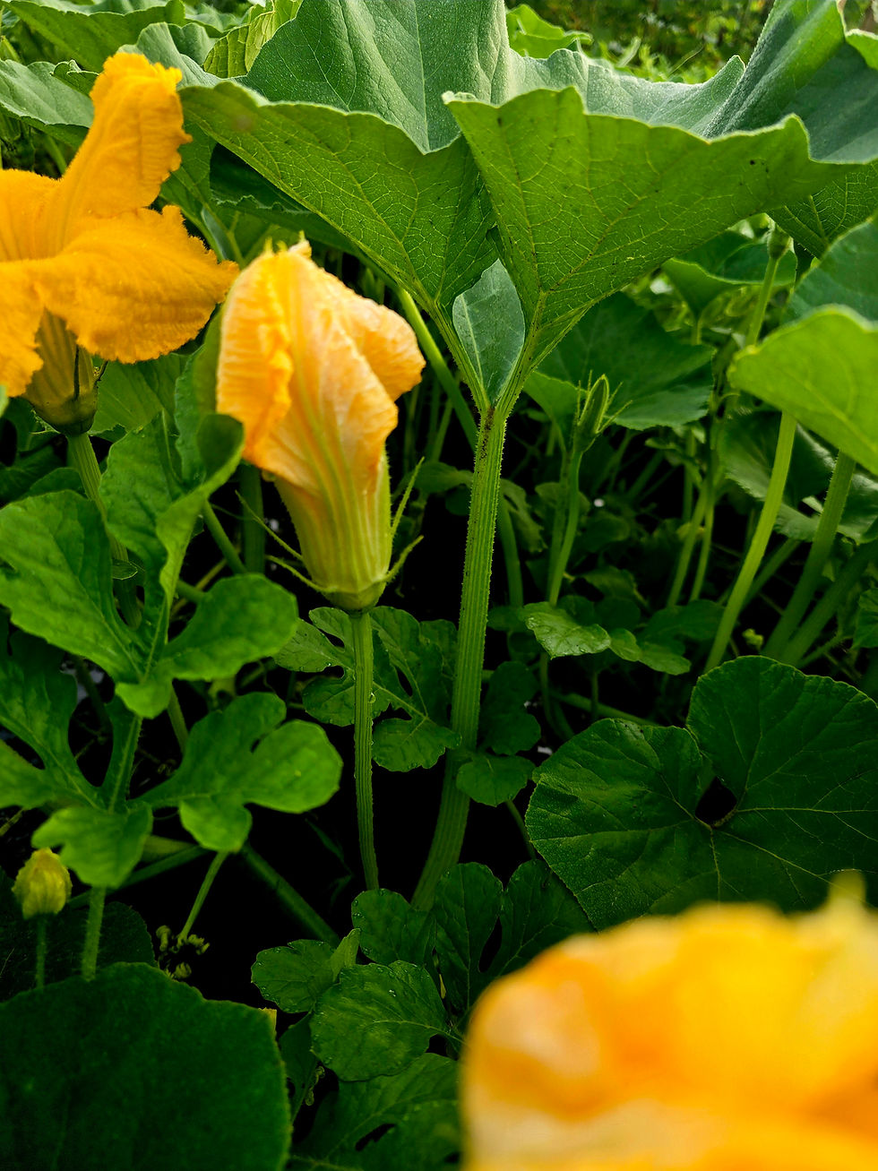 This is a male pumpkin flower. There isn't any fruit producing. This one is what you are looking for to harvest for your yummy appetizer.