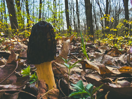 The morel mushroom