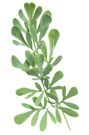 Herbs of Grace_edited.png