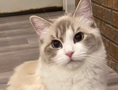 gracie