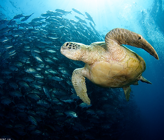 Turtle Diving
