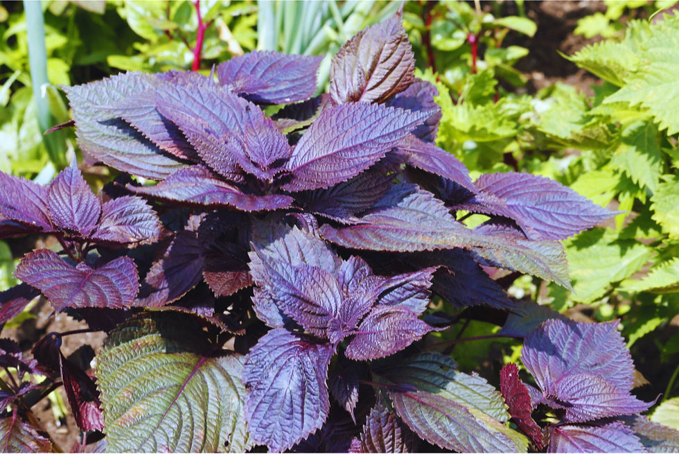 Shiso (4)_edited_edited.jpg