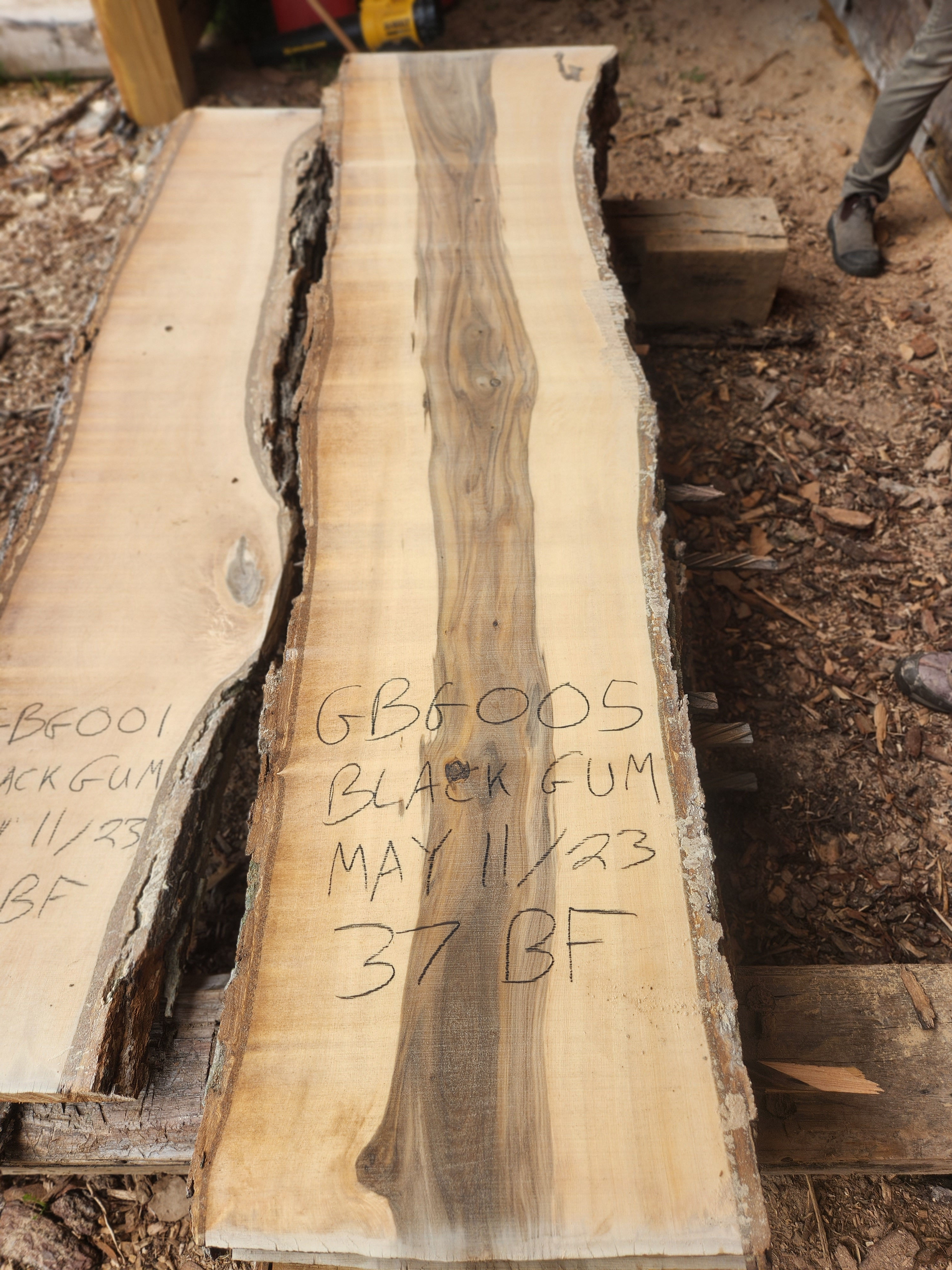 Black Gum 1 - GBG005