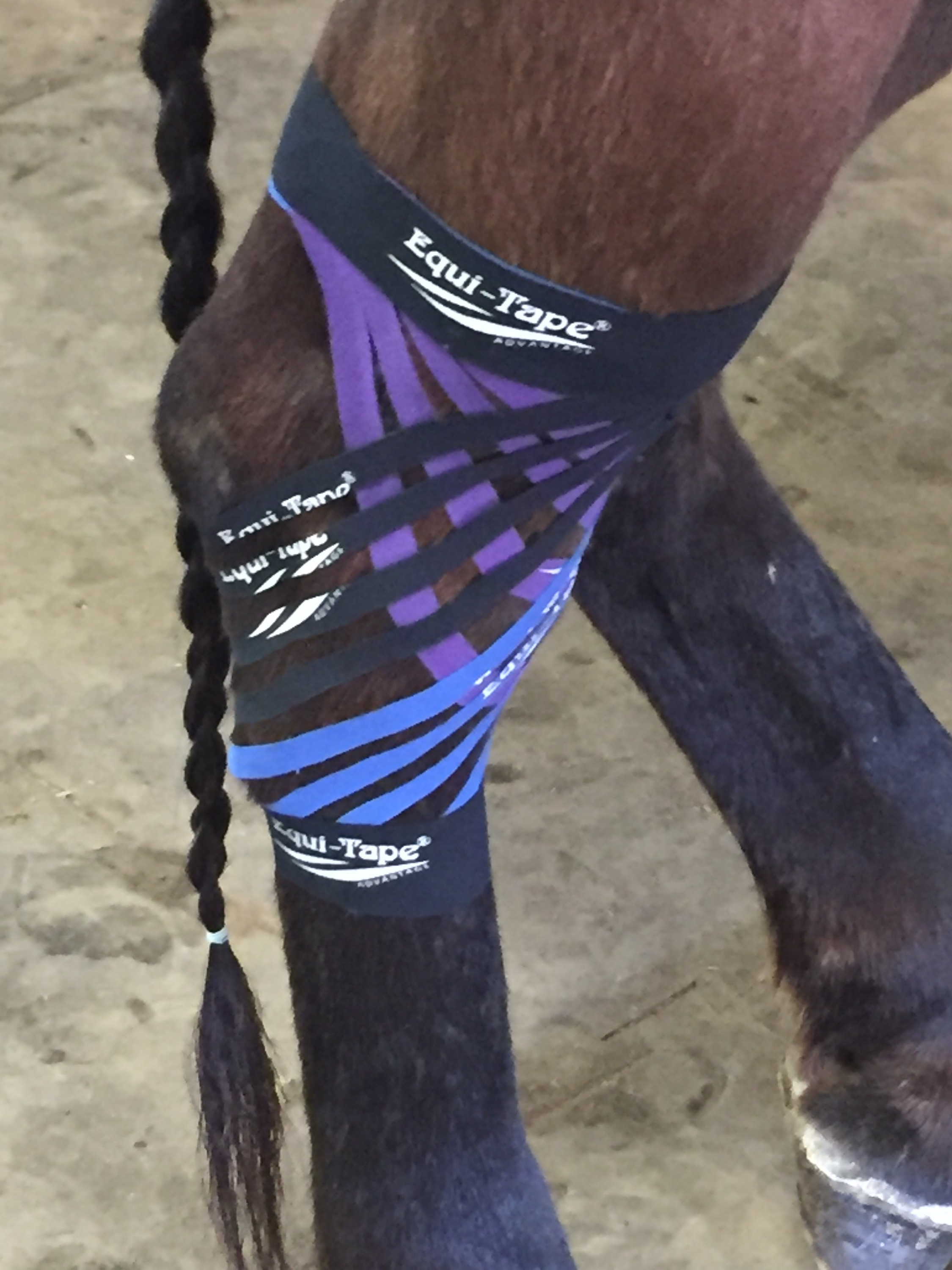 Introduction to Kinesiology Taping (Canine and Equine)