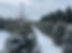 Snowy Concolor Background.jpg