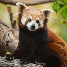 Sunsari, the Famous Red Panda from Sedgwick County Zoo Located in Wichita Kansas