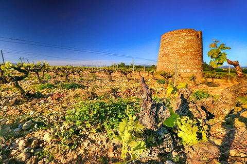 Ausschnitt Weinberg Domaine Rombeau im Languedoc-Roussillon