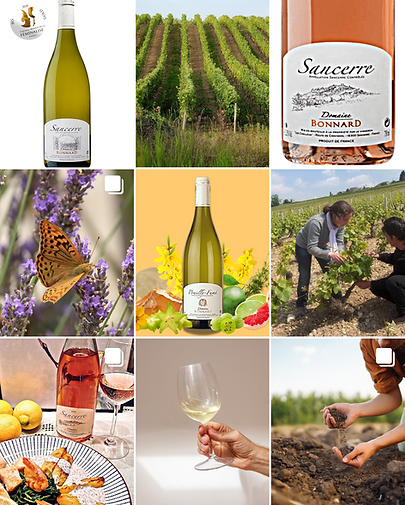 Domaine Bonnard Weine aus dem Loire, Sancerre und Pouilly-Fumé