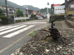 ｶﾌﾞﾄﾑｼ