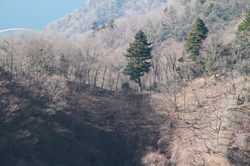 仏果から隣の高取山への稜線。モミの大木と広葉樹の明るいトレイル。