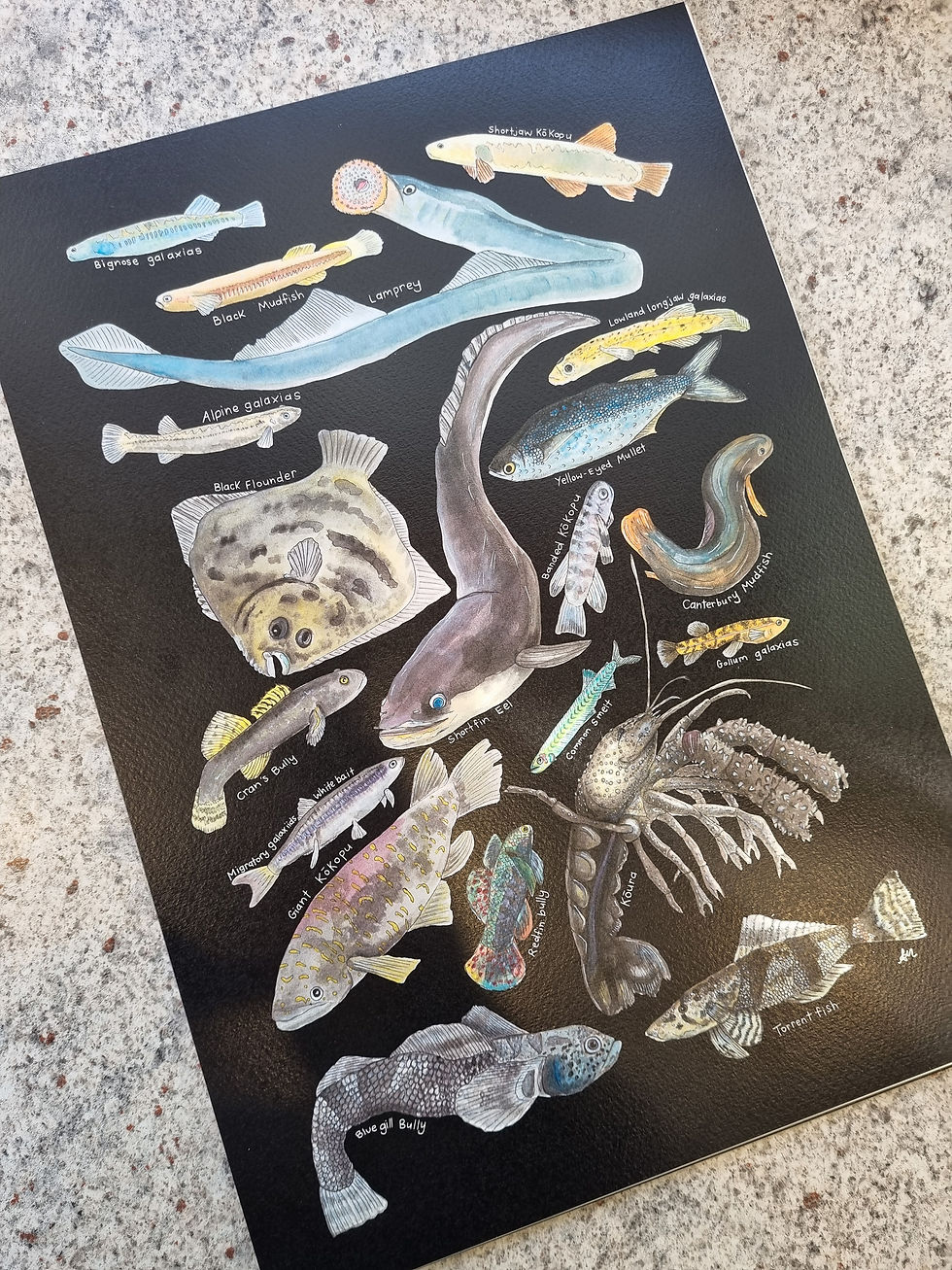 Thumbnail: Freshwater NZ Species