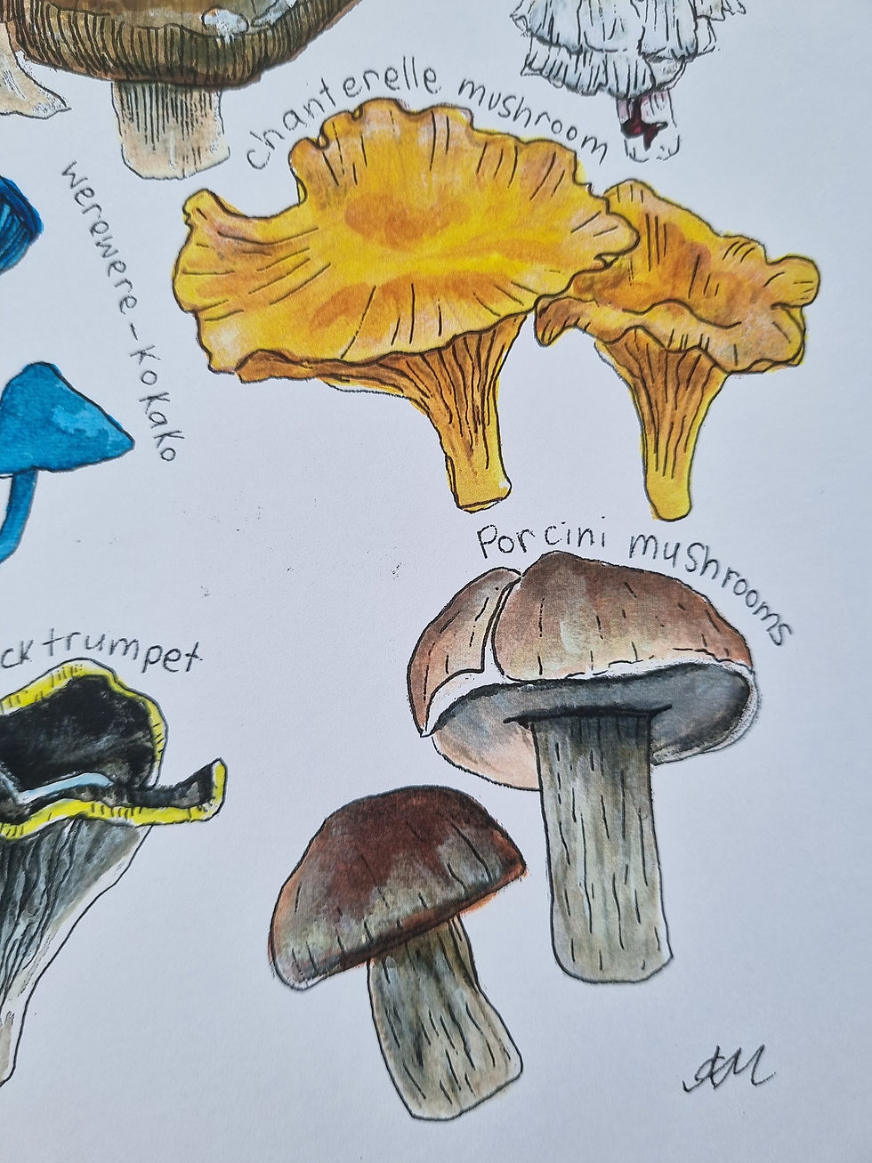 Thumbnail: Mushrooms & Fungi