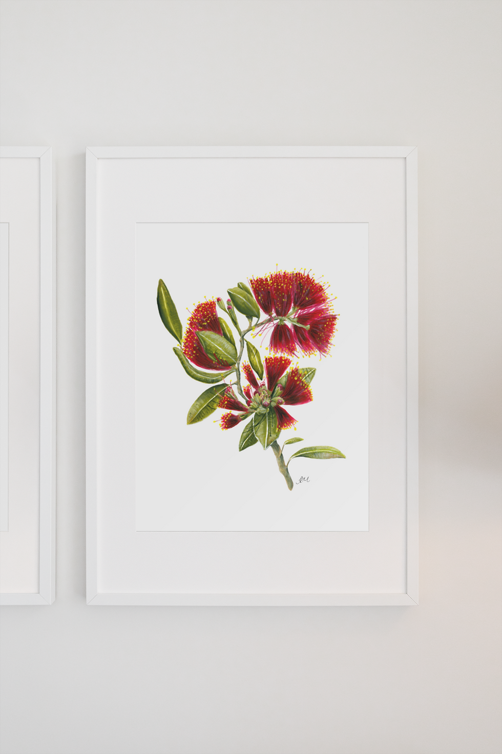 Thumbnail: Pohutukawa Portrait