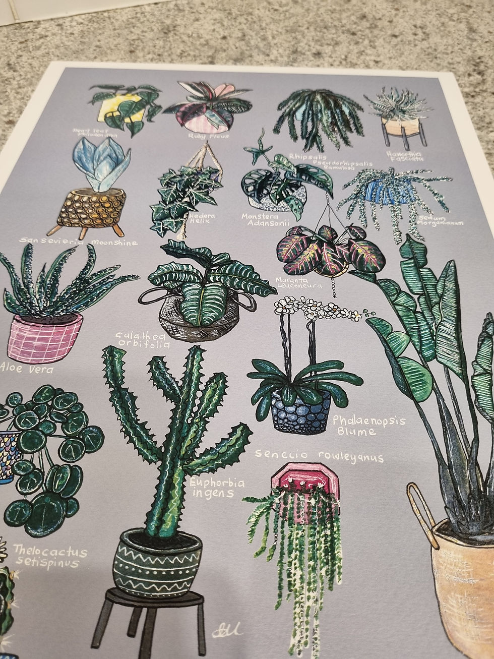 Thumbnail: 17 Indoor Plants