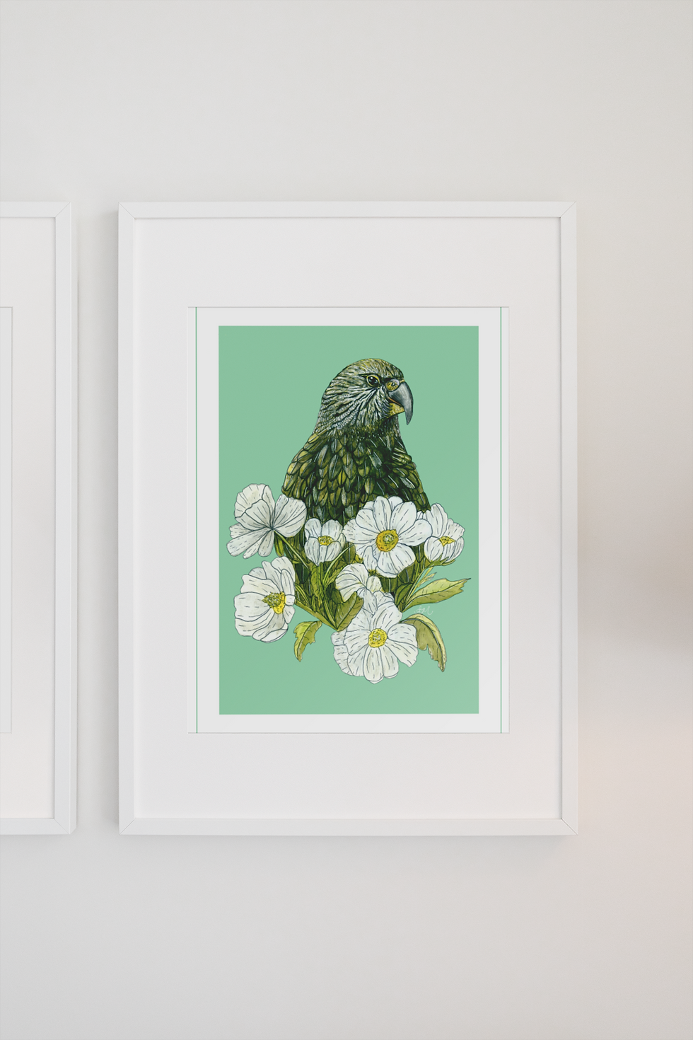 Thumbnail: Kea + Mt Cook Buttercup