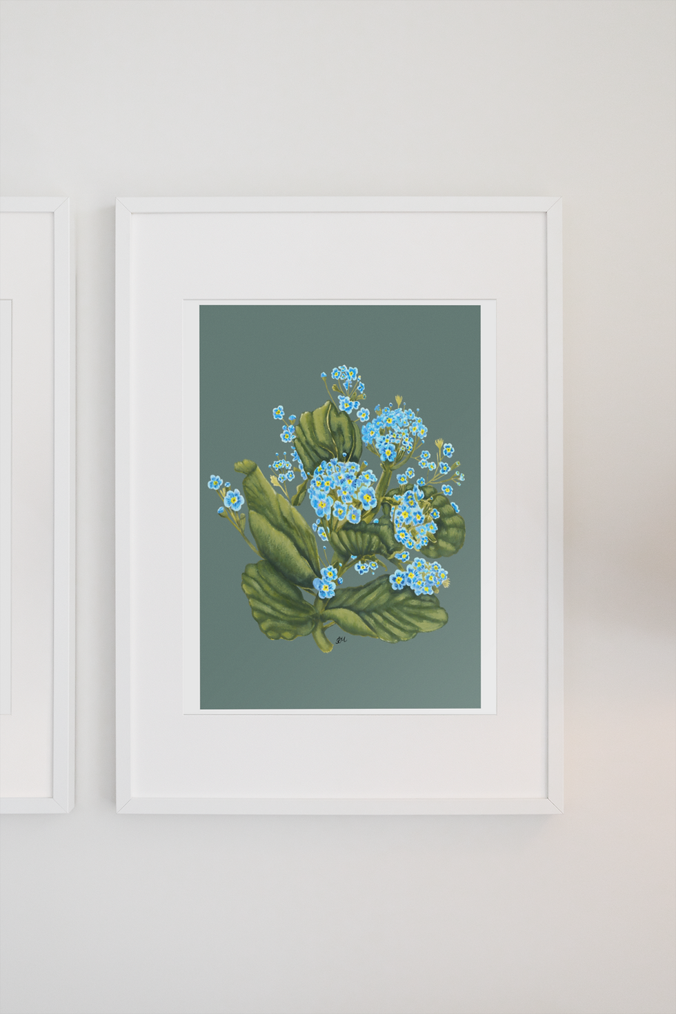 Thumbnail: Chatham Island Forget-me-not