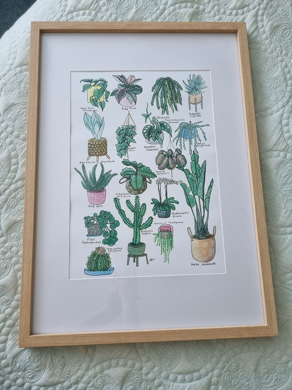 Thumbnail: 17 Indoor Plants