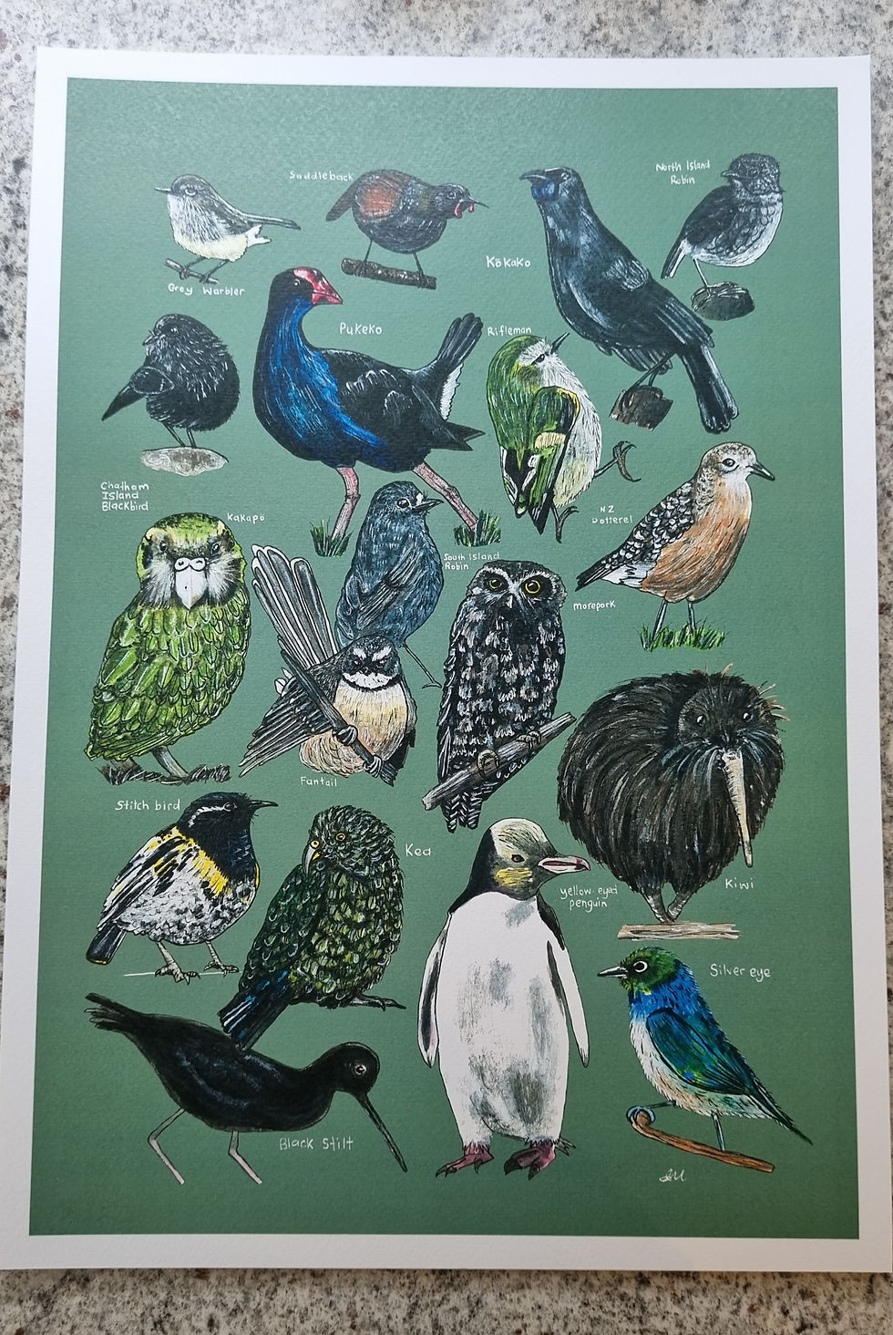 Thumbnail: 18 Native Birds