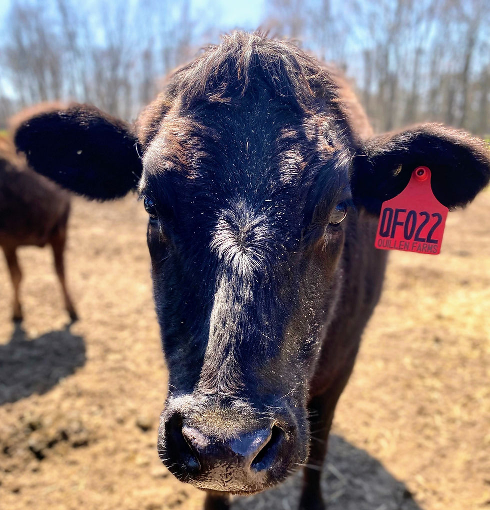 Contented Wagyu cows enjoying a stress-free environment at Quillen Farms.